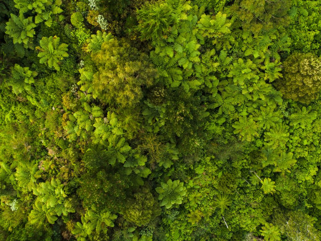 bosque